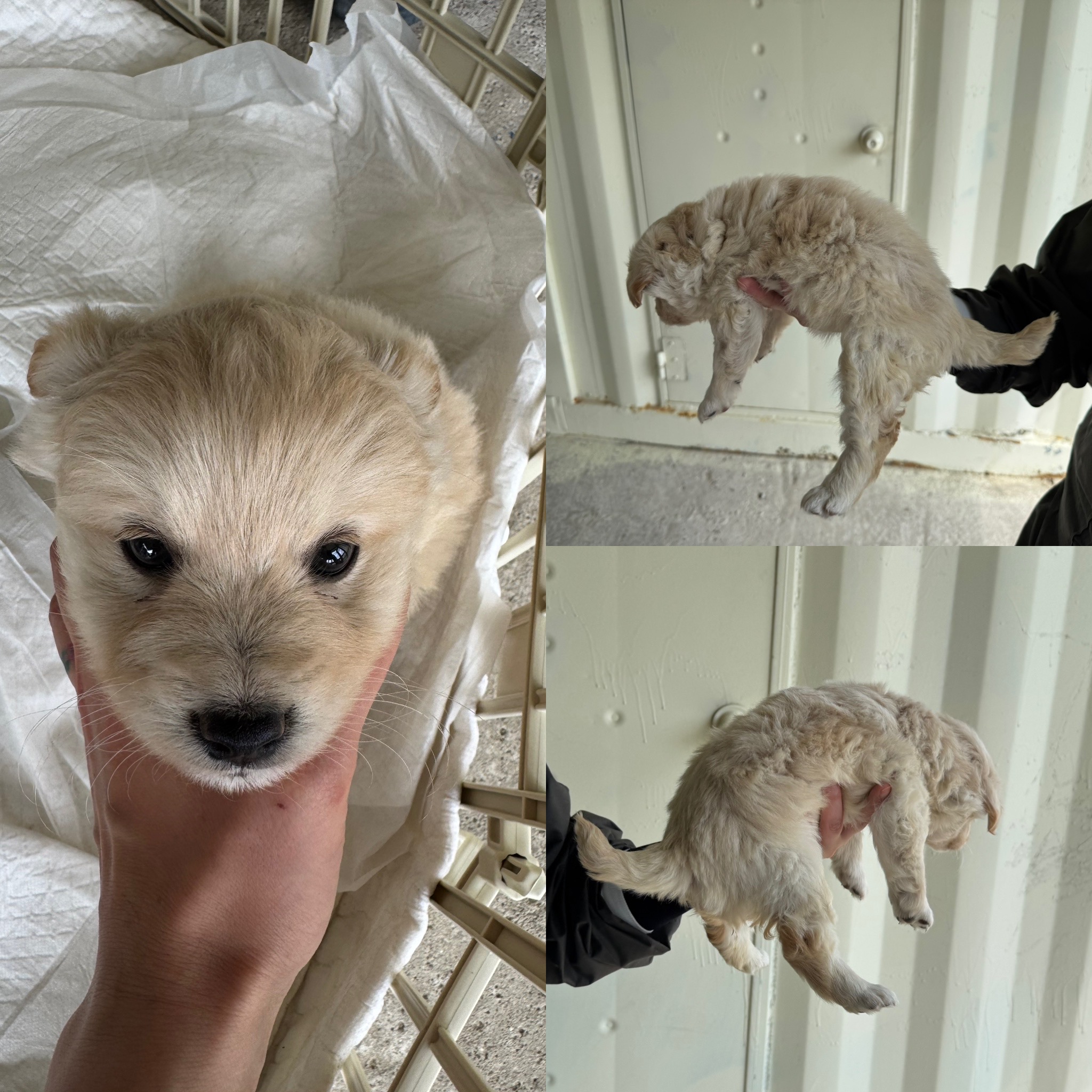 당진시동물보호소_444568202500195